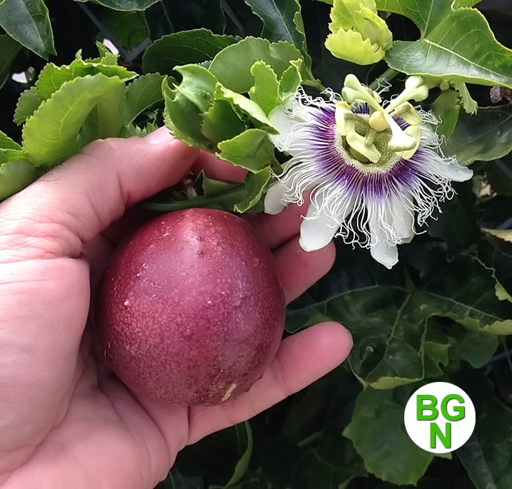 Red Rover Passion Fruit Vine  Edible Passion Fruit - Live Plant - Passiflora Edulis