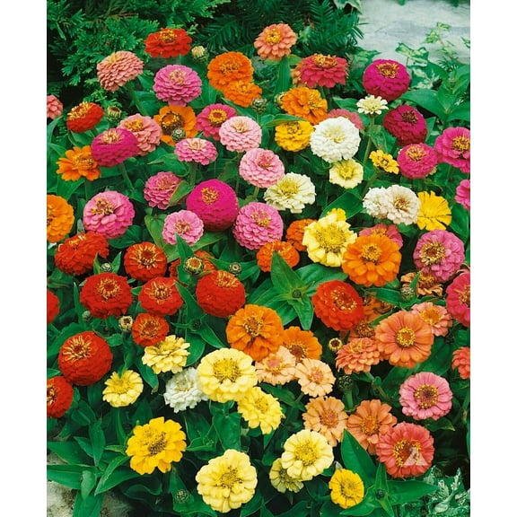 200 Zinnia Thumbelina Mix Flower Seeds for Planting, Non-GMO