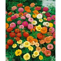 200 Zinnia Thumbelina Mix Flower Seeds for Planting, Non-GMO