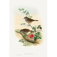 thumbnail image 2 of Gould, John 11x14 White Modern Wood Framed Museum Art Print Titled - Accentor modularis-Dunnock, 2 of 4