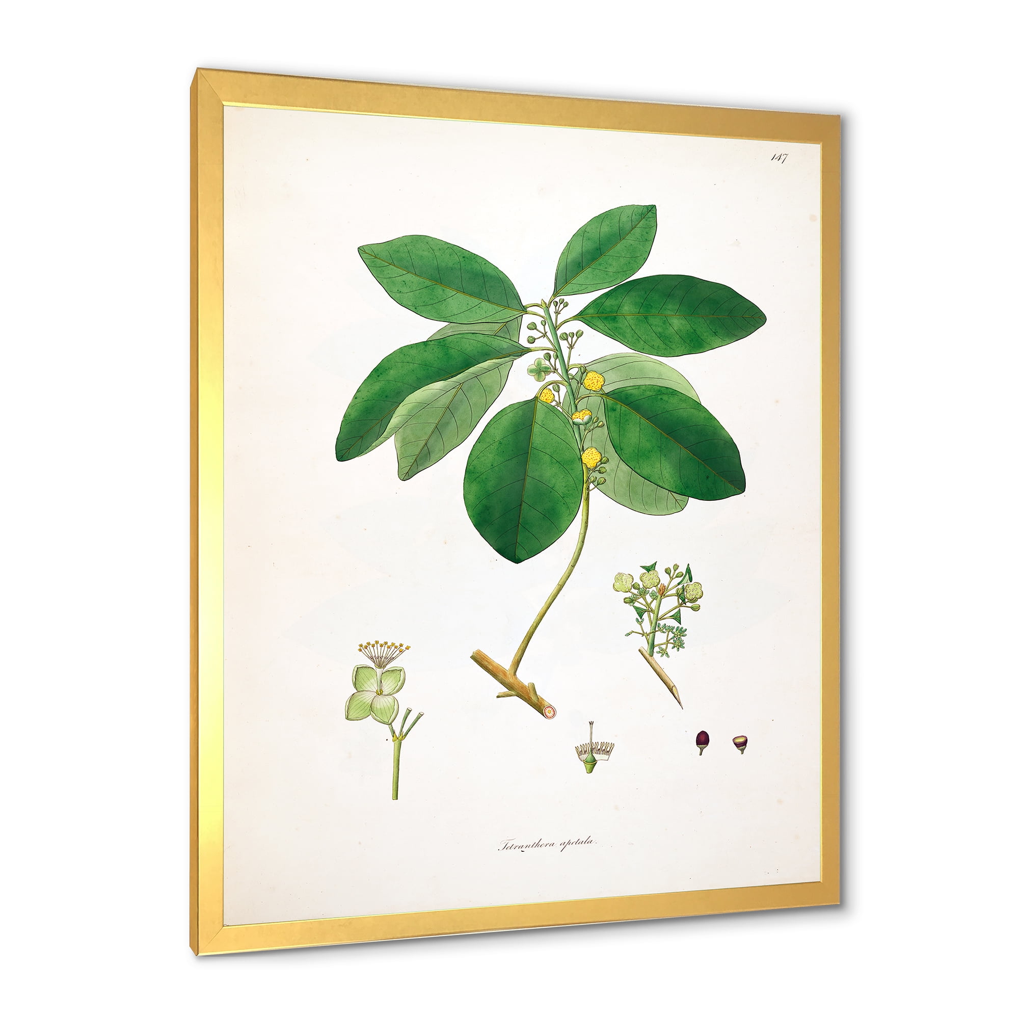 Designart 'Ancient Botanicals V' Farmhouse Framed Art Print