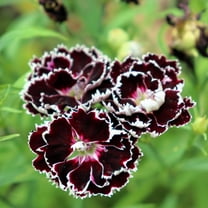 30 Black & White CHIANTI DIANTHUS Chinensis China Pink Flower Seeds