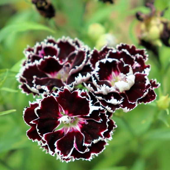 30 Black & White CHIANTI DIANTHUS Chinensis China Pink Flower Seeds