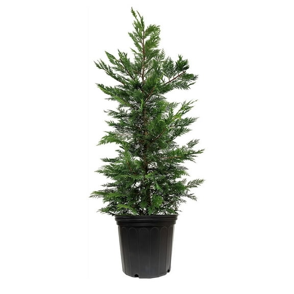 Leyland Cypress | 1 Extra Large 3 Gallon Tree | Cupressocyparis leylandii | Fast Growing Privacy Fence | Evergreen Landscape Plants