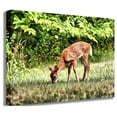 thumbnail image 1 of Batie Grazing Fawn Canvas Print, 1 of 5
