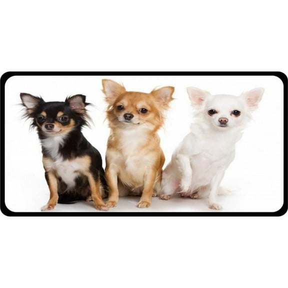 Chihuahuas Photo License Plate