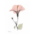 thumbnail image 3 of Koetsier, Albert 12x14 Black Modern Framed Museum Art Print Titled - Pink Hibiscus, 3 of 5