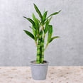 thumbnail image 4 of Twfbrm Artificial Bamboo Tree Decor, 18 inch Realistic Plastic Lucky Bamboo Plants in Terracotta Pot, UV Resistant Decorative Greenery Bonsai Faux Potted Plants Indoor for Home Office Desk Shelf, 4 of 6