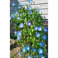 thumbnail image 3 of TomorrowSeeds - Heavenly Blue Morning Glory Seeds - 100+ Count - For 2025 Planting USA Garden Flower, 3 of 4
