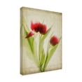 thumbnail image 2 of Trademark Fine Art 'Parchment Flowers I' Canvas Art by Judy Stalus, 2 of 4