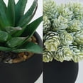 thumbnail image 3 of Set de plantas suculentas artificiales Winlyn con macetas de hormigón negro, 3 of 7