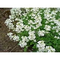 thumbnail image 2 of 800 WHITE ALPINE ROCKCRESS Aubrieta Rock Cress Arabis Alpina Flower Seeds, 2 of 3