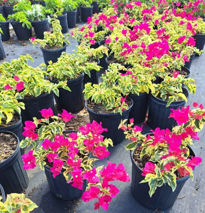 Set 2 Raspberry Ice Bougainvillea Live Starter Plants for Planting, Pink Bougainvillea Plants, Well Rooted, 4 to 6 Inch Tall, Ship No Pot