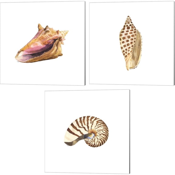 Great Art Now Oceanum Shells White A by Tara Reed 3 Piece Canvas Art Set Each 14W x 14H