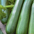 FerryMorse 3.1G Squash Dark Green Zucchini Annual Vegetable Seeds