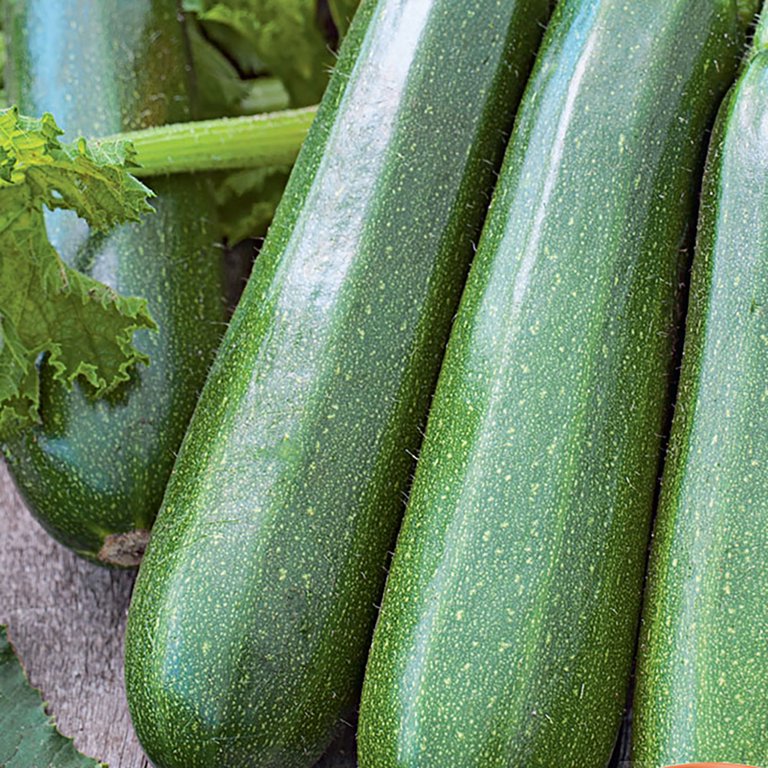 Ferry-Morse 3.1G Squash Dark Green Zucchini Annual Vegetable Seeds
