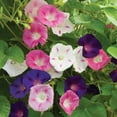 thumbnail image 3 of Burpee Zeeland Hybrid Mixed Colors Morning Glory Flower Seed, 1-Pack, Full Sun, 3 of 5