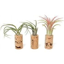 Handmade Wine Cork Magnet Air Plant Holder ¬ Assorted Tillandsia Ionantha in Air Plant Hanger - Succulent Hanging Plants Stand ¬ Planter for Home and Garden Decor ( Pack of 3)