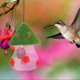 thumbnail image 4 of KAKOWELY Alimentador Colgante Para Colibríes De Plástico Multicolor Para Jardín Exterior, 4 of 6