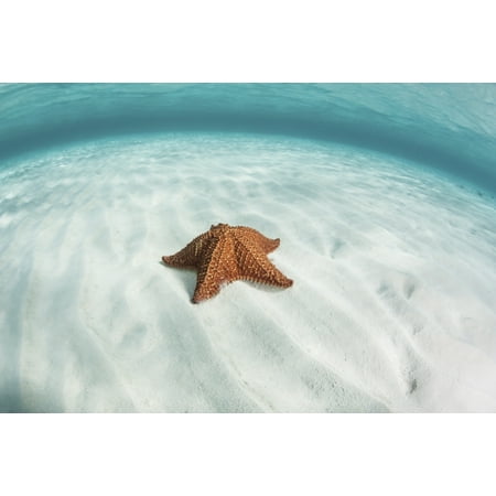 A West Indian starfish crawls slowly across a sandy seafloor in Turneffe Atoll Belize This part of Central America is well known for its clear waters and beautiful coral reefs Poster