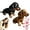 Mix (2 PCS), variant on The Dachy 2.0, Dachy 2.0 Ai Powered Plush Dog, Ealistic Dachshund Plush Sofa Ornaments and Decorations, The Comfort Hug You Have (Black)