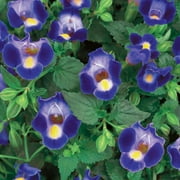 Proven Winners, Outdoor, Live Plants, Blue, Torenia, 1.5PT, Each