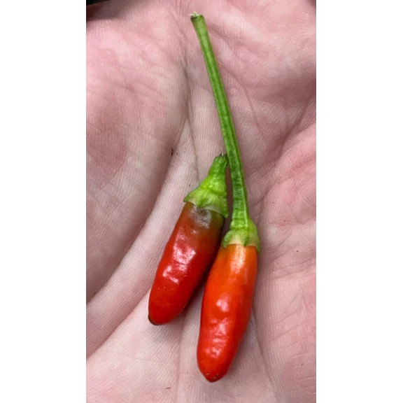 Sherwood Seeds 10 Calabrian Pepper Plant Seeds