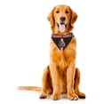 thumbnail image 2 of Cincinnati Bandana pour Chien Bengals Taille m, 2 of 5