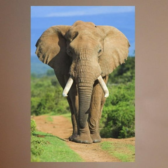 Wallhogs Elephant II Glossy Wall Mural