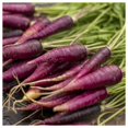 thumbnail image 3 of Everwilde Farms - 500 Organic Cosmic Purple Carrot Seeds - Gold Vault Jumbo Bulk Seed Packet, 3 of 5