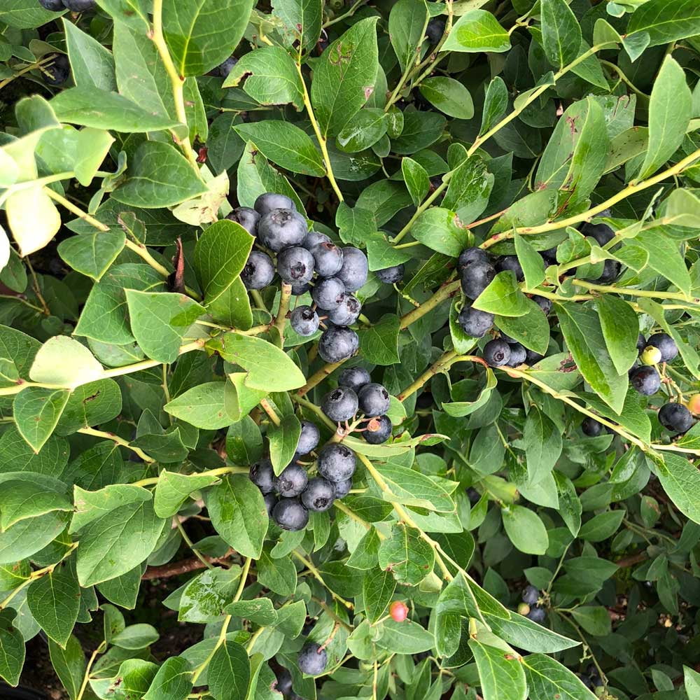 Southern Living Bless Your Heart Blueberry Bush Live Shrub in 2.5-Quart Grower Pot