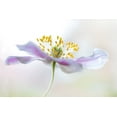 thumbnail image 2 of Disher, Mandy 24x17 White Modern Wood Framed Museum Art Print Titled - Wood Anemone, 2 of 4