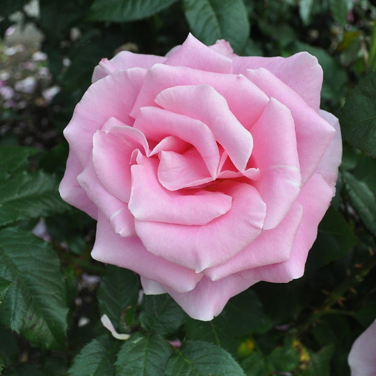 ROSE☆ROSE ROSES SAGA 60CM - FMI Farms