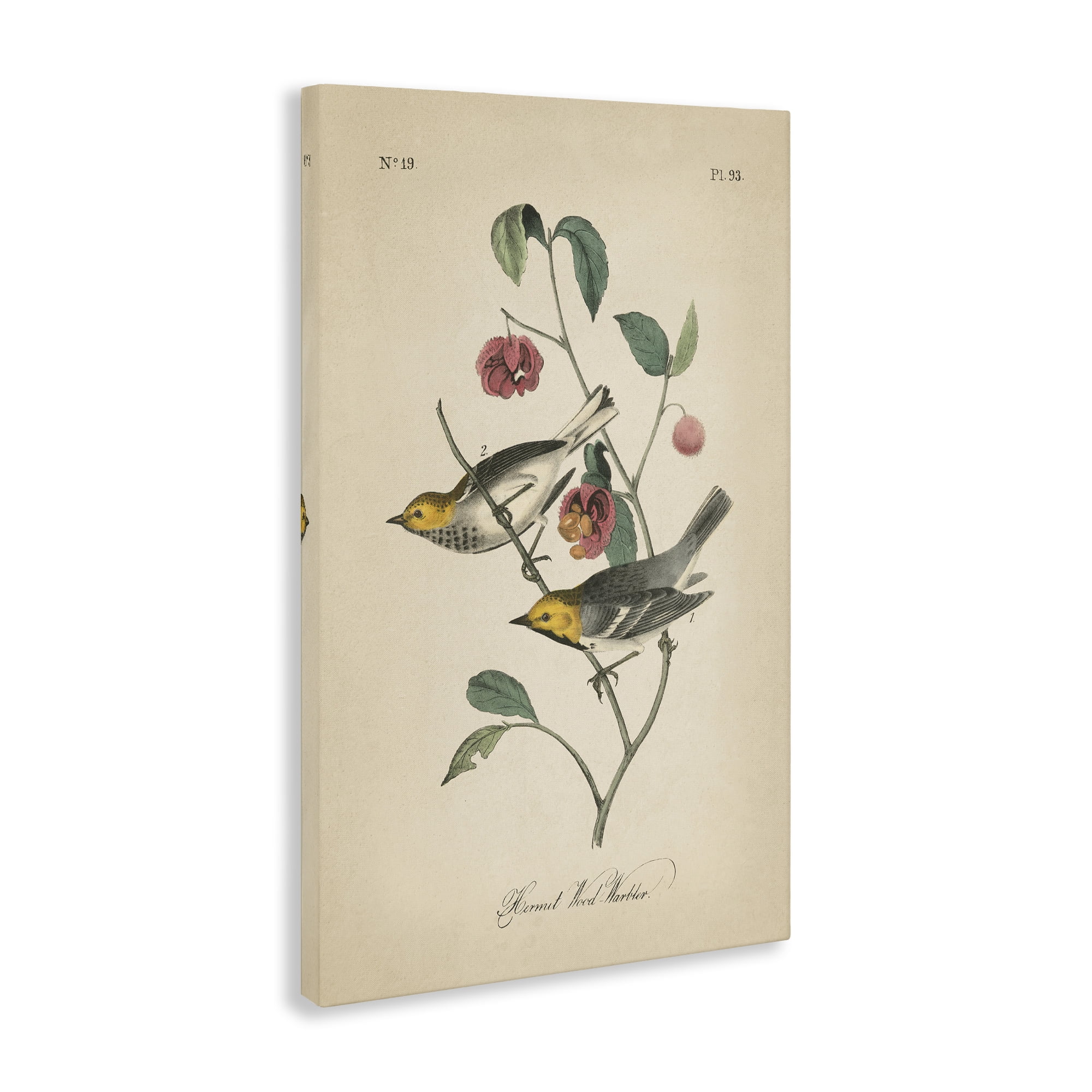 Stupell Industries Vintage Warbler & Plants Animals & Insects Painting Gallery Wrapped Canvas Art Print Wall Art, 24 x 36