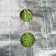 thumbnail image 2 of 3x25ft Weed Control Fabric Planting Holes - Ground Cover Weed Barrier - Eco-Friendly for Vegetable Garden Landscape(Dia 6",3 Row), 2 of 8