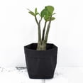 thumbnail image 2 of Bolsa de Almacenamiento de Papel Kraft Lavable Sunnimix Maceta para Plantas Suculentas 8x8x15cm Negro, 2 of 8