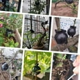 thumbnail image 5 of LLC 3pcs Plant Rooting Sphere Graft Rooting Growing Box Breeding Crate for Garden Plants, 5 of 5