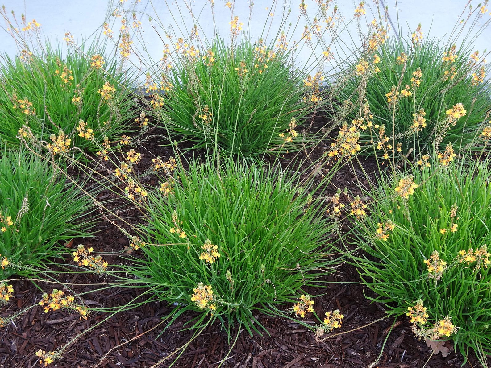 Bulbine Frutescens Hallmark Orange - 3 Live Plants - Butterfly Attracting Flowering Groundcover