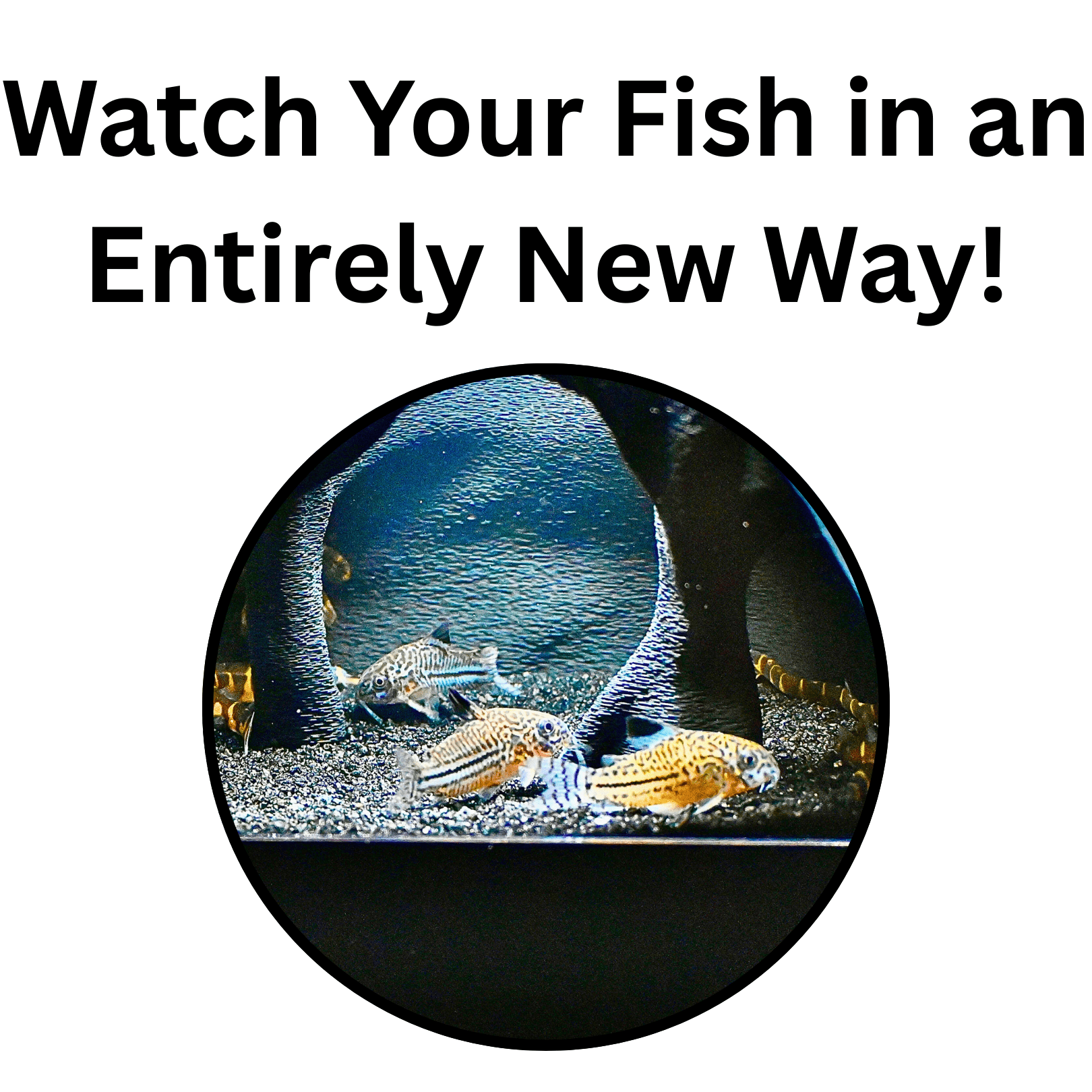 Aquarium Underground Cave Natural Mangrove Tree | Viewing Fish Under Gravel Tunnel Hide | Fish Tank Hideout Decor Decoration Enrichment for Corydora Catfish, Kuhli Loach, Clown Loach, Pleco, Betta