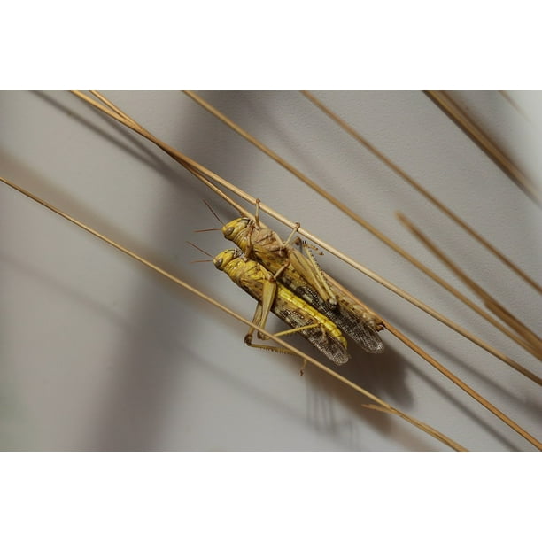 Insects Straw Pest Locus Bugs Nature12 Inch By 18 Inch