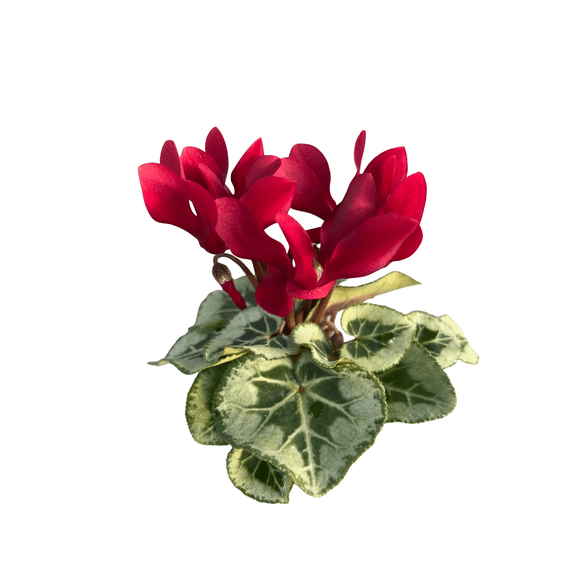 Maroon Persian Violet - Cyclamen - House Plant - 2.5" Pot