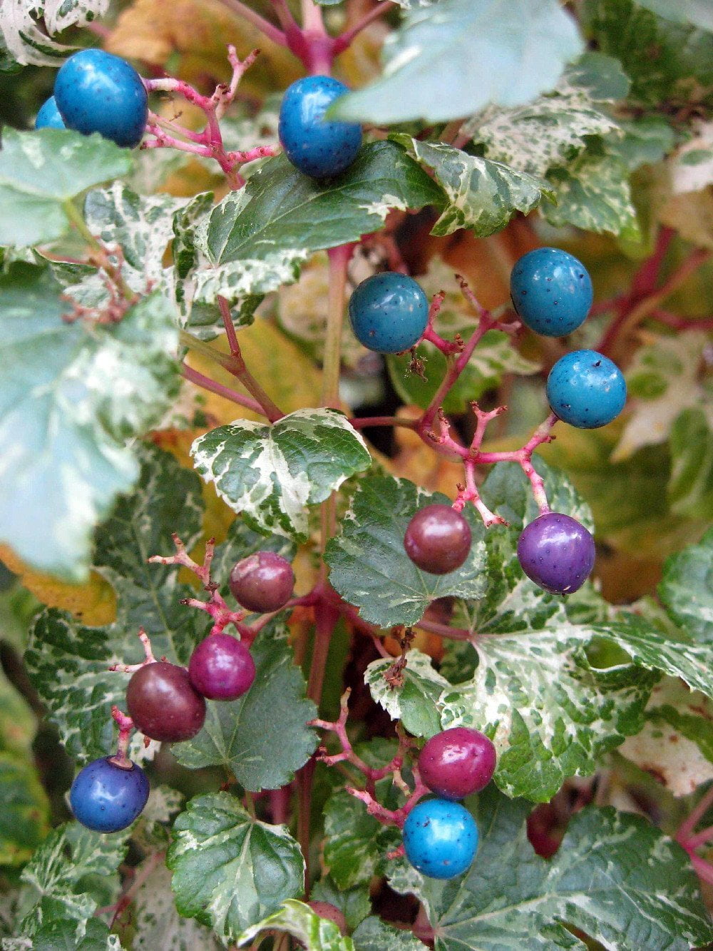 Porcelain Vine Plant Ampelopsis brevipedunculata 2.5" Pot
