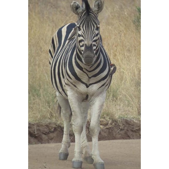 Zebra Notebook (Paperback)