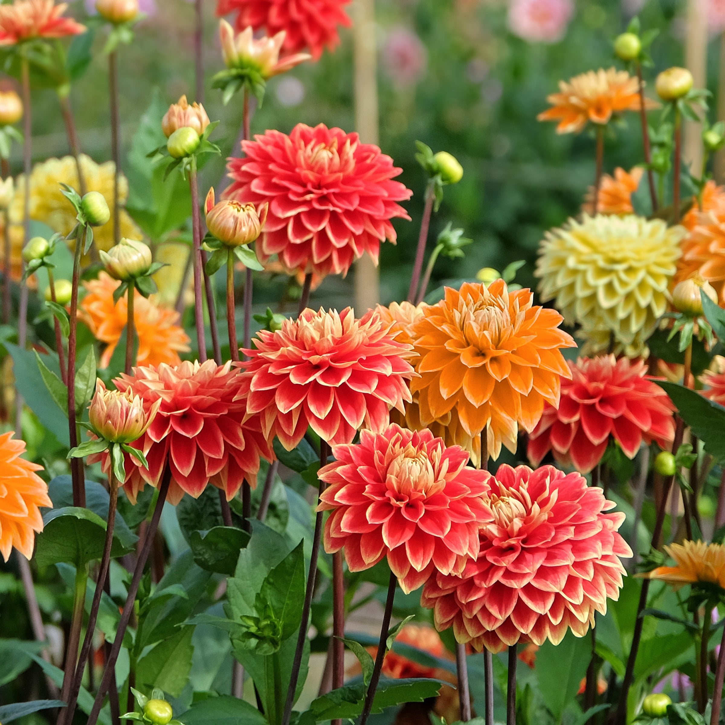 National Plant Network Dahlia Decorative Mixed Bulbs (10-Pack)