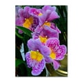 thumbnail image 2 of Trademark Fine Art "Happy Orchids" Canvas Art by Kurt Shaffer, 2 of 4