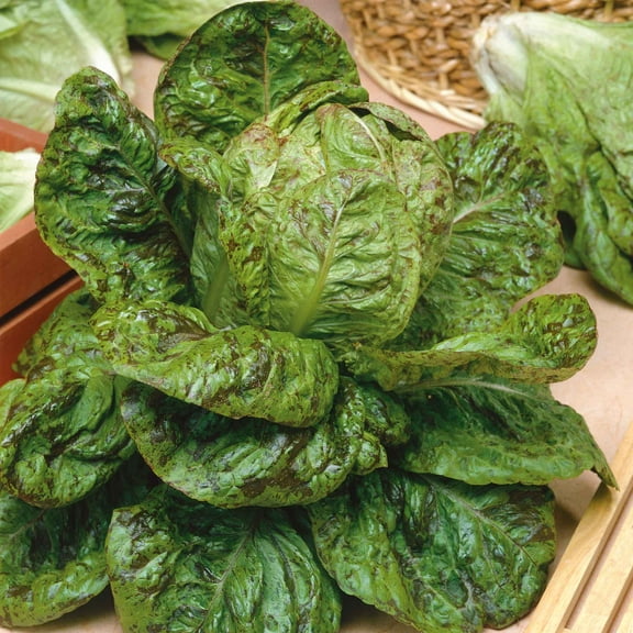 Eden Brothers Lettuce Seeds - Freckles Non-GMO Seeds for Planting, Packet | Low-Maintenance Vegetable Seeds, Plant During Cool Season, Zones 10, 2, 3, 4, 5, 6, 7, 8, 9