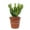 1 Plant, variant on Hobbit Jade Plant - 1 Live Starter Plant - Crassula Ovata - Drought Tolerant Easy Care Succulent Houseplant