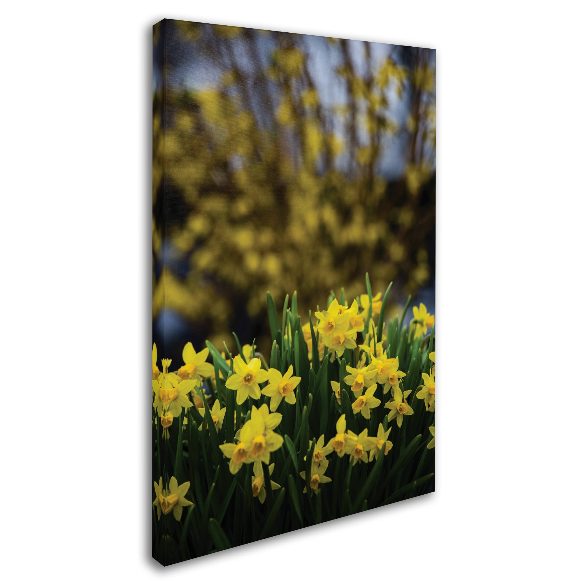Trademark Fine Art 'Spring is Yellow Daffodils and Fosythia' Canvas Art by Kurt Shaffer