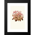 thumbnail image 2 of Edward Joseph Lowe 11x14 Black Modern Framed Museum Art Print Titled - Alternanthera Sessilis (1867-1870), 2 of 5