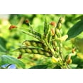 thumbnail image 4 of 30 Seeds PIGEON PEA Dhal Gungo Puerto Rico Bean Cajanus Cajan Vegetable Seeds, 4 of 11